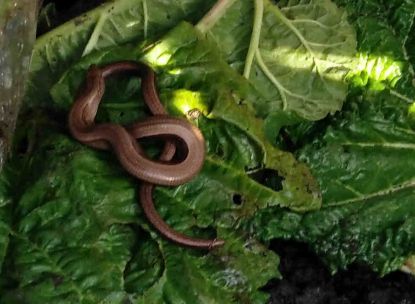Slow worm Slow worm